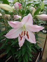 [5369 Hilux VZ No02.JPG]